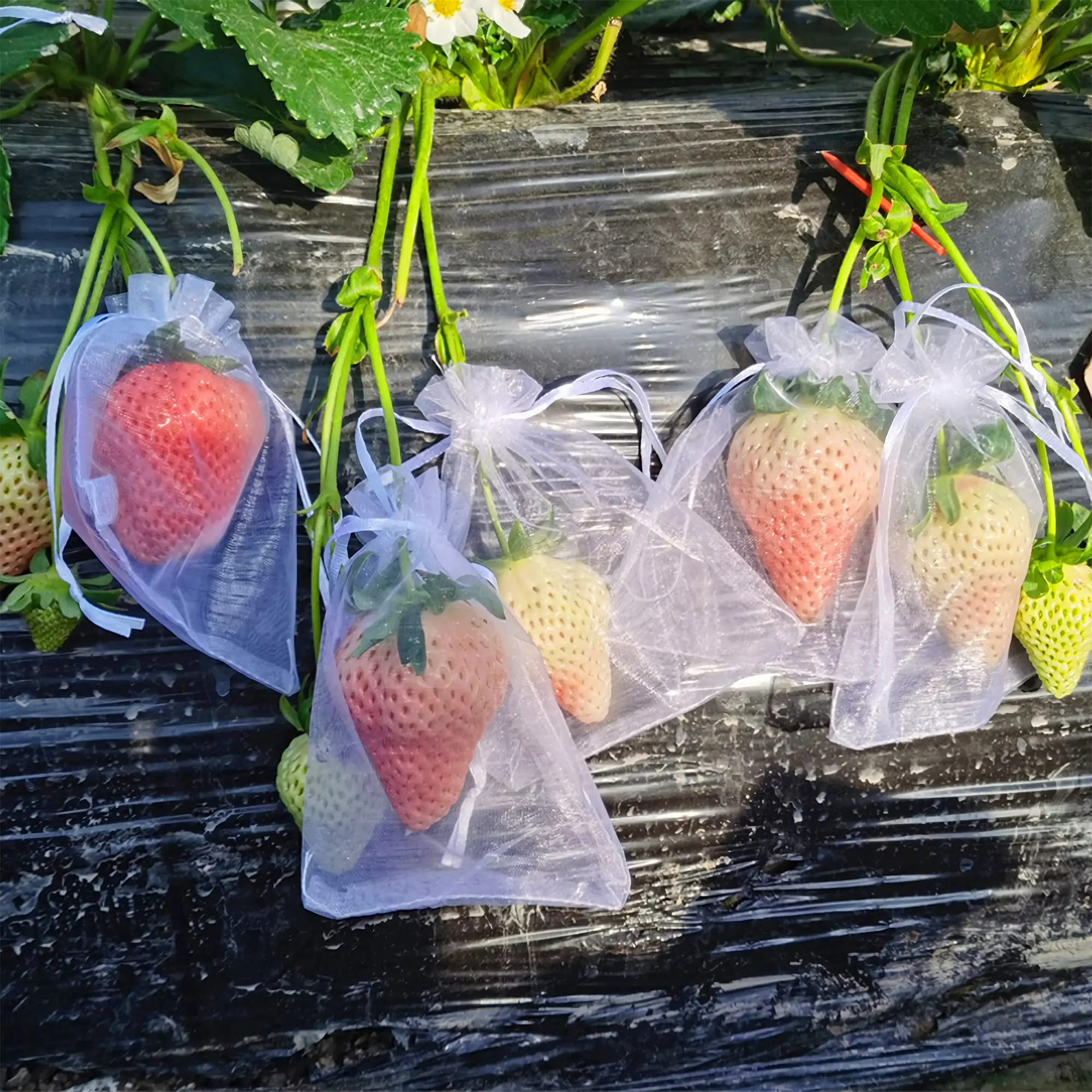 10-100pcs Plant Protection Bags Fruit Grow Bags Netting Mesh for Vegetable Strawberry Grapes Pest Control Anti-Bird Garden Tools